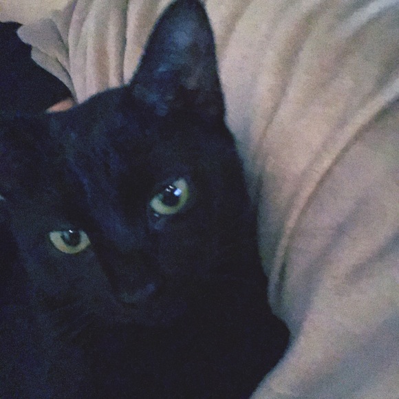 Meet your Posher, Jasmine - Picture 6 of 8